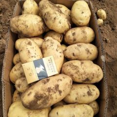 土豆，个大，无虫眼，无青头，颜色鲜亮。