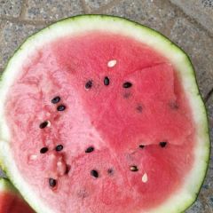 栾城京欣西瓜大量上市，本农场种植西瓜百亩