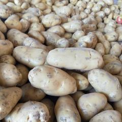 土豆供货量大，张延营诚信实力代收，代发！