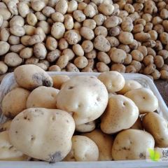 河北昌黎 中薯上市！！！