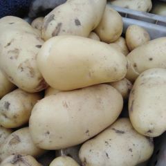 精品土豆大量上市中