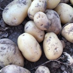 出售自己家种的土豆