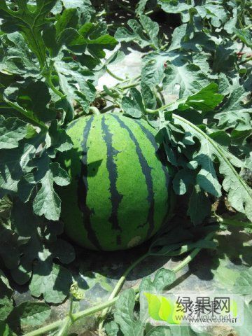 2019年河南睢阳龙卷风价格