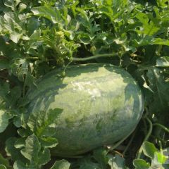 老农民种植，好土壤，露头种植，绿色瓜果，无公害，