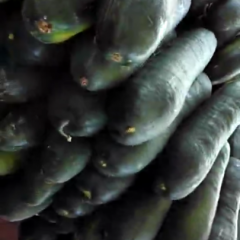 冬瓜大量上市，货源充足，价格低廉