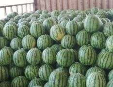 开封 京欣 8424 美都 花长瓜 大量供货