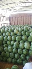 开封 京欣 8424 美都 花长瓜 大量供货
