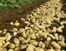 河北定州供应荷兰15土豆