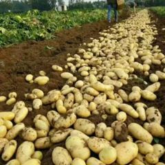 河北定州供应荷兰15土豆