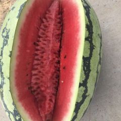 河南开封长花瓜 甜王 秦虹208 美都 龙卷风本合作社专业代收