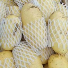 精品荷兰十五大量上市中