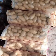 江苏徐州丰县万亩土豆