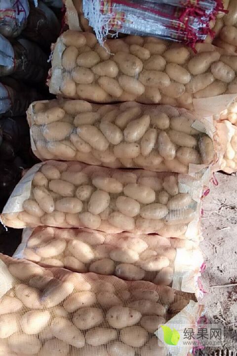 2019年江苏丰县荷兰十五价格