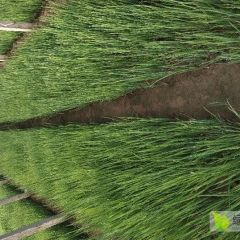 /铁杆大葱葱苗.大葱山药