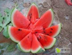 巨野沙土地富硒西瓜开始上市，皮薄，汁多，个头均匀