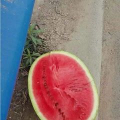 河南开封县自生苗沙地龙卷风大量上市