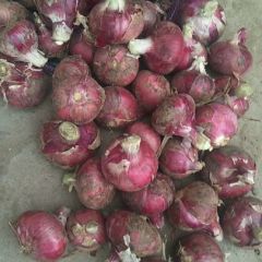 洋葱大量有貨