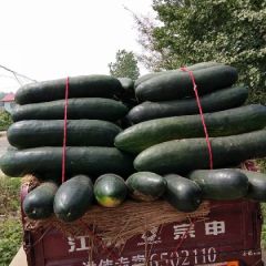 黑皮大冬瓜大量上市