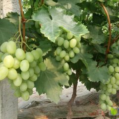 大棚优质维多利亚葡萄