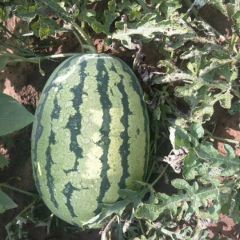 2019开封头茬金城五，大量上市，熟度8成半