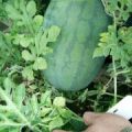河南开封西瓜上市中
