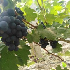 山东聊城许营葡萄基地大量上市