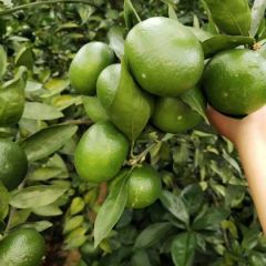 温州蜜橘特早，价钱完美，懂货的微信微我，18378173545