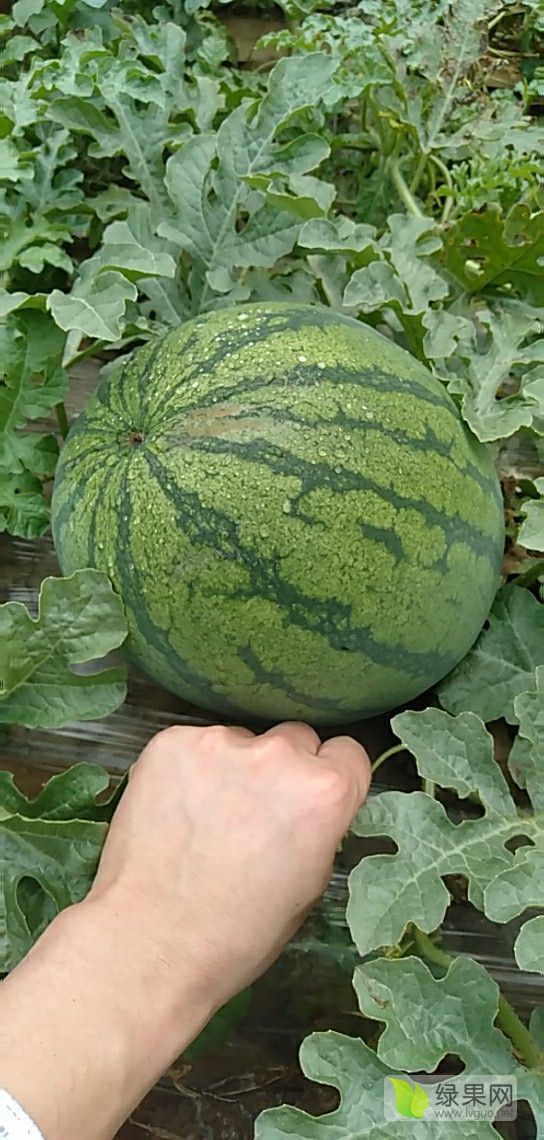 抗丰3价格