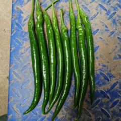 河北滦南线椒辣椒质量上乘