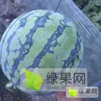 2019年江苏东台8424西瓜价格