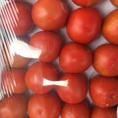 永年南大堡 大量西红柿上市 刚刚上市