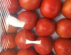 永年南大堡 大量西红柿上市 刚刚上市