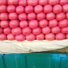 河北邯郸王波代办硬粉西红柿