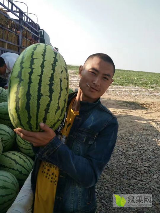 硒砂瓜价格