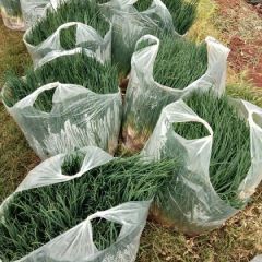 细管黑葱，品质好，量大