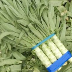山东泰安范镇，本地尖叶莴笋于十月一号开始