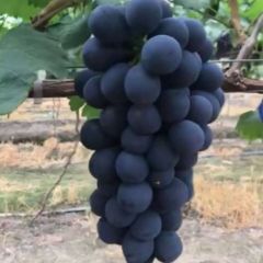 江苏新沂优质葡萄大量上市！