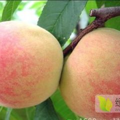 郑三、突围毛桃大量上市
