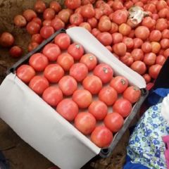 河南中牟西红柿