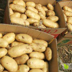 希森，荷兰土豆大量上市中