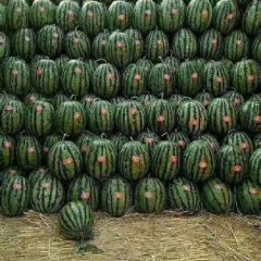 辽宁省锦州市凌海甜王，精品瓜大量上市