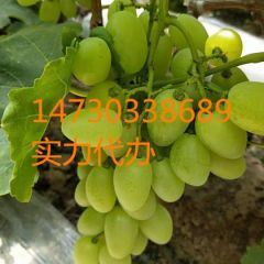 河北石家庄晋州维多利亚葡萄价格低价格低质量好
