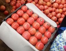 河南本市场刚上市大量粉红系列西红柿