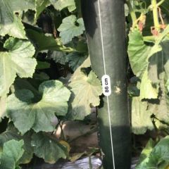 铁心黑皮大吊冬瓜