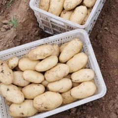 莱西土豆大量上市
