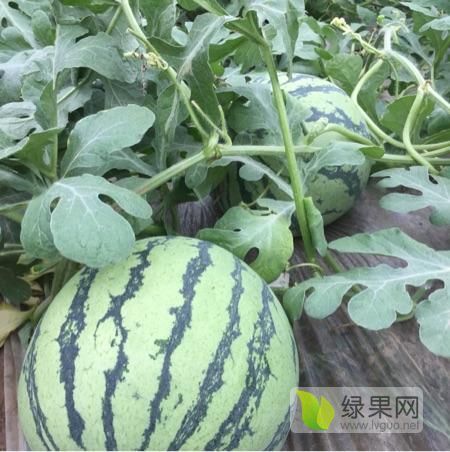 2019年河南夏邑8424西瓜价格