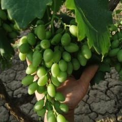 山西优质维多利亚青提葡萄