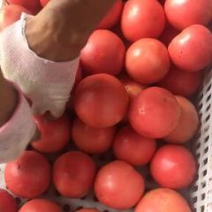 粉红西红柿，产品质量好