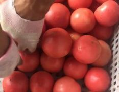 粉红西红柿，产品质量好