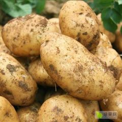 鲜土豆，还没刨呢，价格优惠
